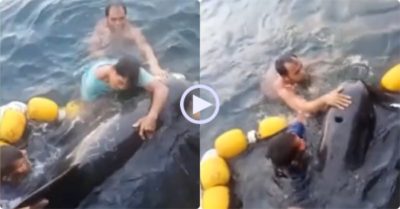 Video: Ngư dân hợp sức giải cứu cá heo bị mắc kẹt vào lưới