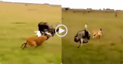 Video: Đà điểu chạy đổi hướng tránh chó săn truy sát và kết cục bất ngờ