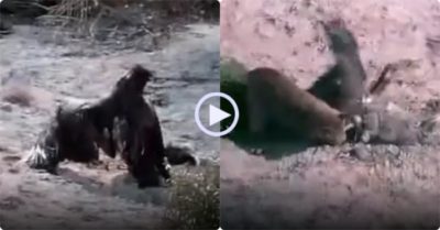 Video: Thấy đại bàng tóm được thỏ, sư tử thừa cơ tấn công chiếm lấy cả hai