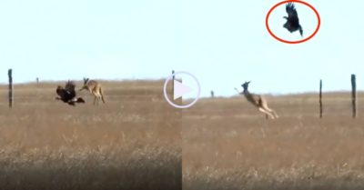 Video: Kangaroo đánh trả quyết liệt đòn tấn công của đại bàng đuôi nhọn