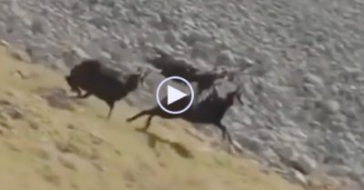 Video: Dê núi vùng vẫy thoát khỏi móng vuốt của đại bàng