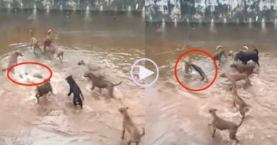 Video: Rơi vào vòng vây bầy chó dữ, rái cá đơn độc đối đầu bằng những cú cắn trả