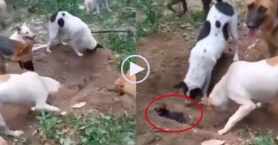Video: Đàn chó dùng mõm chôn cất bạn đã mất gây xúc động