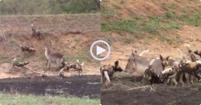 Video: Đàn chó hoang ‘bày binh bố trận’ để lấy mạng linh dương nước