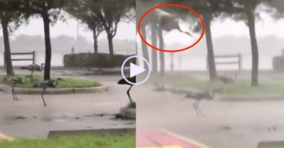 Video: Đàn sếu gồng mình chống chọi lại sức mạnh của siêu bão Ian