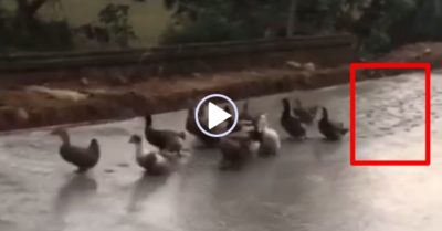 Video: Đàn vịt hồn nhiên rủ nhau đi vào đường bê tông mới đổ