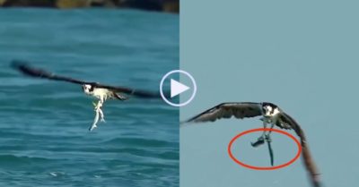 Video: Đại bàng lao xuống biển dùng chân quắp cùng lúc hai con cá