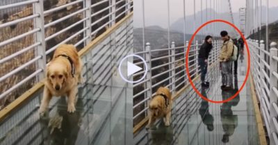 Video: Chú chó gâu đần run, đi giật lùi trên cầu kính vì sợ độ cao