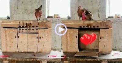 Video: Gà mái dùng mỏ rút chốt cửa giải cứu gà trống