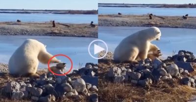 Video: ‘Tan chảy’ gấu Bắc Cực dùng chân xoa đầu chó nhà