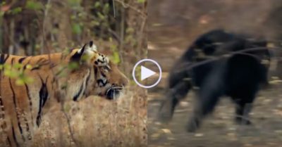 Video: Gấu đen xấu số bị bầy mãnh hổ rượt đuổi