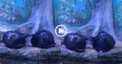 Video: Hải cẩu béo buồn ngủ mở không nổi mắt, vẫn gãi lưng nhiệt tình khi bạn nhờ