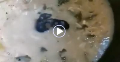 Video: Hai con chuột đọ võ trong trận ‘khổ nhục chiến’