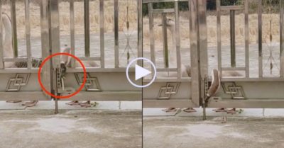 Video: Một con ngỗng đứng canh, con còn lại tìm cách mở chốt cổng