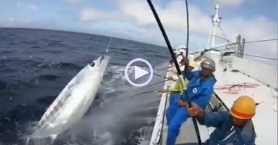 Video: Hàng chục cần thủ ngồi trên thuyền giật cá mỏi tay ngoài biển