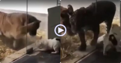 Video: Cún con đánh nhau với hổ qua tấm kính