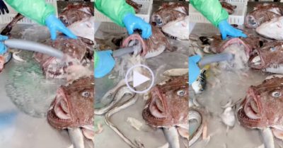 Video: Đi mua cá lớn được khuyến mãi ‘đại dương’ cá bé