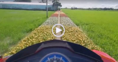 Video: ‘Áp lực’ khi lái xe trên đường trồng đầy hoa