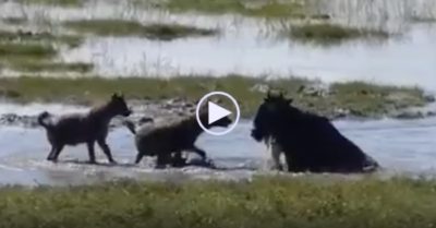 Video: Linh dương đầu bò kiên cường đấu với hai con linh cẩu máu lạnh