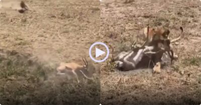 Video: Chỉ vì cú nhảy mất đà, linh dương đánh đổi bằng cả tính mạng