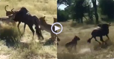 Video: Linh dương đầu bò bị 8 con sư tử lao vào tấn công và kết cục bất ngờ