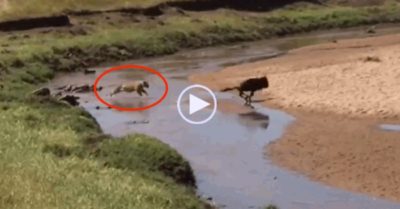 Video: Lởn vởn trước mặt ‘trêu ngươi’ sư tử, linh dương đầu bò nhận kết cục thảm