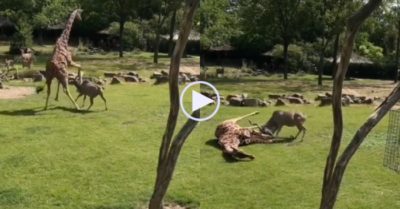 Video: Linh dương ngông cuồng đuổi theo  húc hươu cao cổ ngã chổng vó