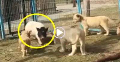 Video: Sư tử con trèo rào chạy trốn vì bị lợn phản công