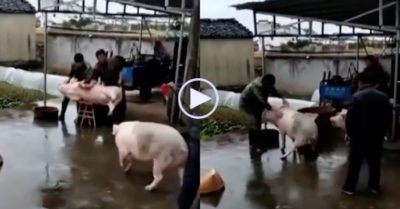 Video: Lợn xông đến tấn công người, cứu đồng loại sắp lên bàn mổ