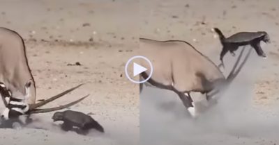 Video: Cả gan tấn công đối thủ to lớn gấp 20 lần, lửng mật nhanh chóng bị húc bay