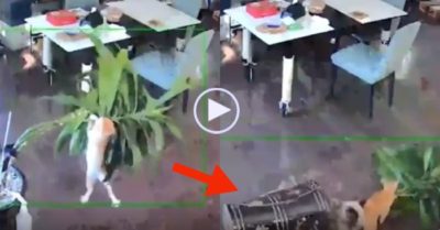 Video: Leo lên đu đưa, mèo làm vỡ chậu cây của chủ nhà rồi bỏ chạy