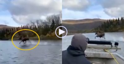 Video: Con nai sừng tấm ‘khinh công’ trên mặt nước