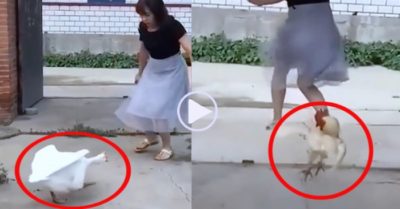 Video: Ngan chạy ra tấn công, gà nhảy lên ‘tung cước’ đuổi cô gái ngay từ ngoài cổng