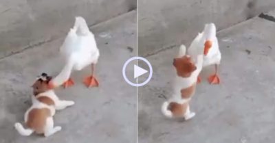 Video: Ngỗng chơi đùa vui vẻ, thân thiện cùng cún con