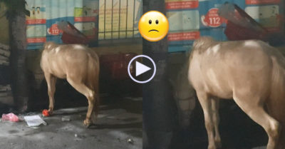 Video: Con ngựa buồn bã đứng bên tấm biển ‘tại đây sáng mai bán thịt ngựa’