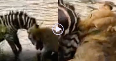 Video: Ngựa vằn bị ngoạm ở cổ vẫn cố gắng kéo sư tử vào cuộc thuỷ chiến