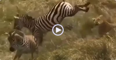 Video: Ngựa vằn mẹ tung cú đá hiểm giải cứu con non từ sư tử