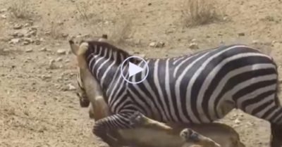 Video: Ngựa vằn liều mạng, quật ngã chúa sơn lâm để bảo vệ con non