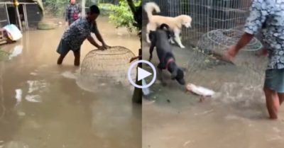 Video: Người nông dân dùng lồng gà úp cá bơi vào sân