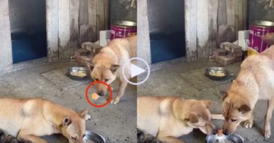 Video: Thương con đang chăm đám nhỏ, chó mẹ nhường miếng thịt ngon