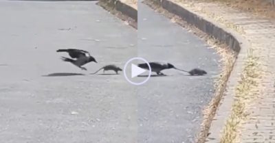 Video: Quạ cắn đuôi, trêu đùa khiến chuột phát cáu