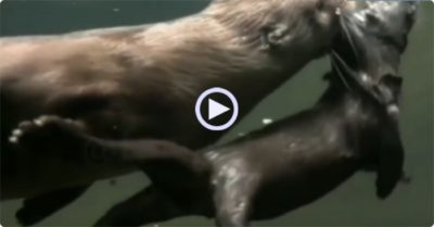 Video: Rái cá mẹ ngậm chặt rái cá con xuống nước để dạy bơi