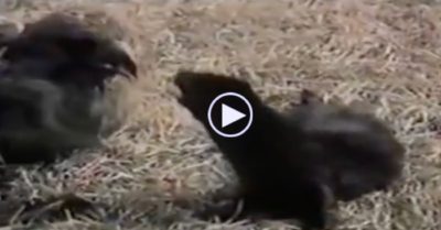 Video: Lao xuống quắp rái cá hờ hững, chim ưng nhận kết cục đau khổ