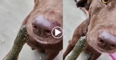 Video: Chó đứng yên cam chịu khi bị rùa cắn vào mặt