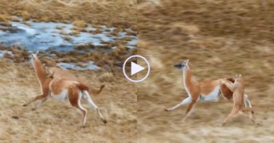 Video: Liều mạng săn lạc đà, báo sư tử nhận kết cục đau đớn