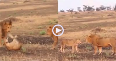 Video: Hai con sư tử đực tấn công sư tử cái bị thương ở cổ và kết cục bất ngờ