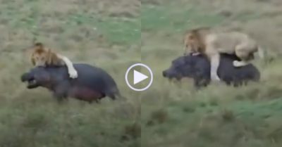 Video: Sư tử đực ‘bay lên’ vật ngã hà mã xuống đất