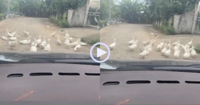 Video: Tài xế dừng ôtô năn nỉ đàn vịt né sang một bên cho đi nhờ đường