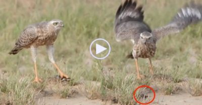 Video: Thằn lằn dùng ‘độc chiêu’ giả chết thoát khỏi móng vuốt chim ưng