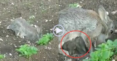 Video: Thỏ mẹ bới đàn con dưới đất lên cho bú no nê rồi lại bịt kín cửa hang